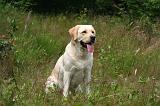 LABRADOR 1225